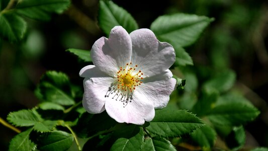 Wild rose summer nature