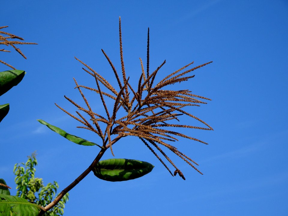 Triplaris americana , pau-formiga, flores masculinas, male-flowers