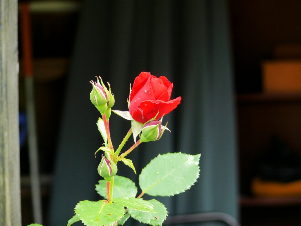 Flowers red bloom