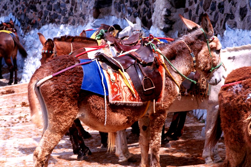 Donkeys