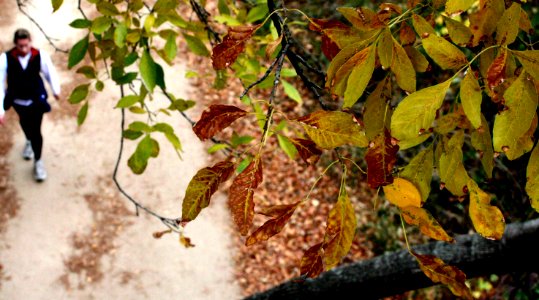 Walking Under Falling Leaves