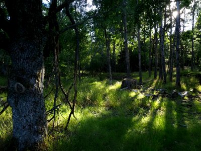 grove, Porkkala
