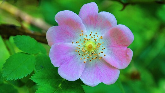 Wild rose summer nature