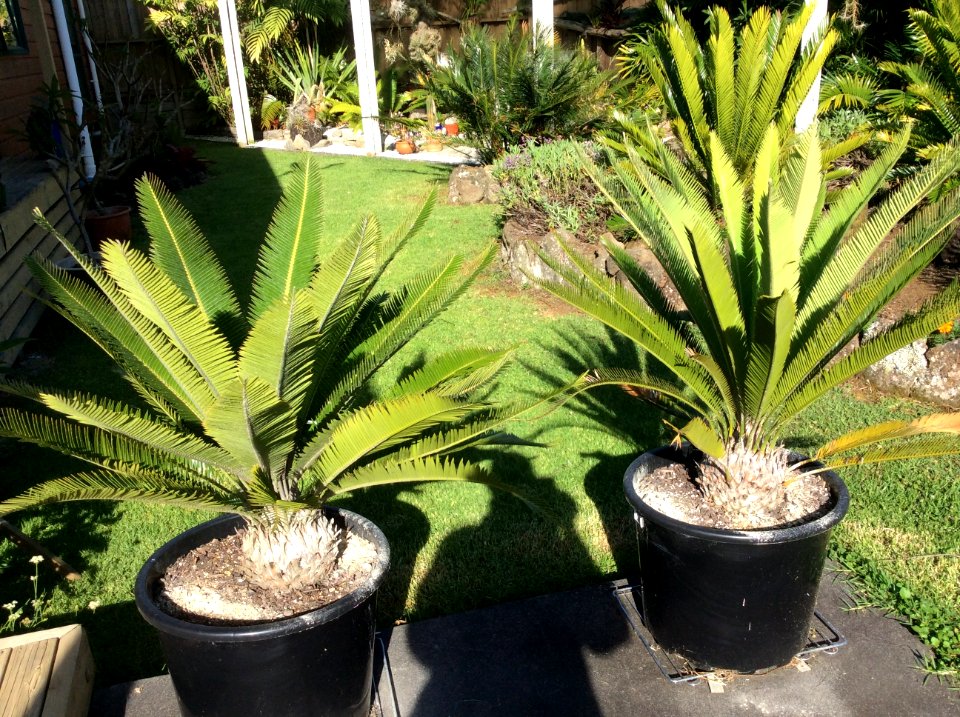 Hi Bryan photo of Dioons in there new pots taken last dec ember
