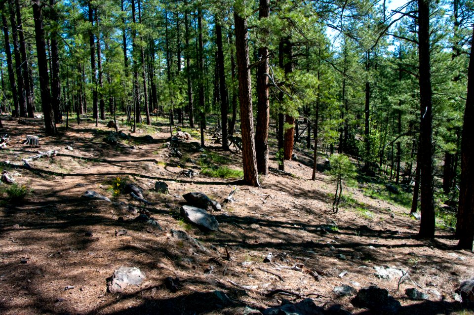 Griffith Spring Trail No. 189