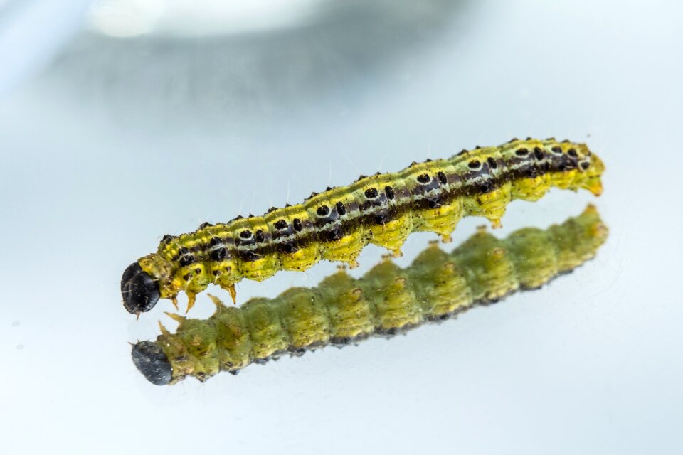 Boxwood borer pyralidae pest