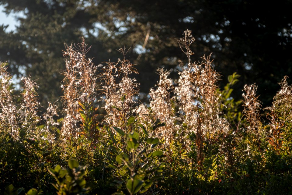 Backlit flora