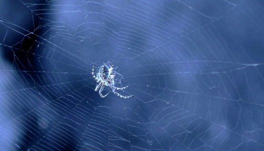 Spider