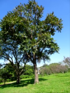 Cedro-rosa "Cedrela-fissilis"Spanish-cedar