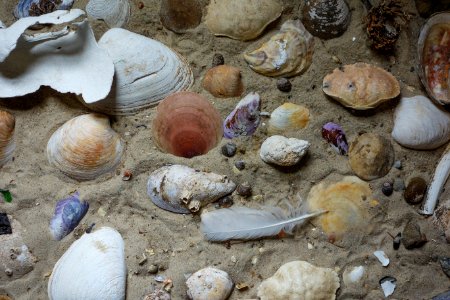 Shell collection. photo