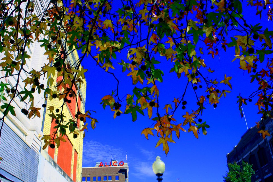 Leaves and the Alico