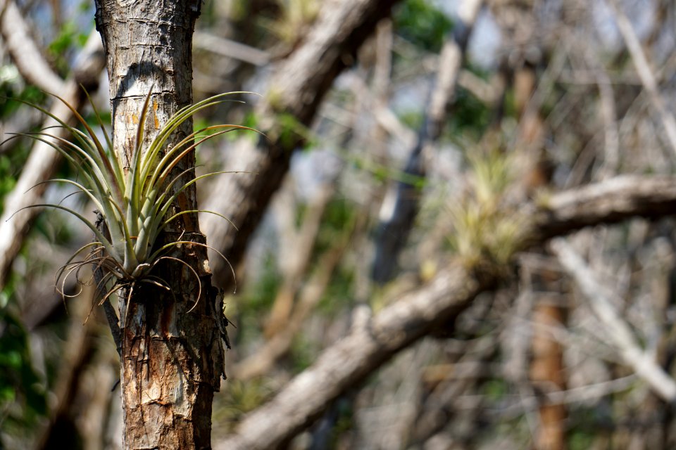Bromeliad at West Lake