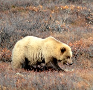 Autumn 2018 in Denali