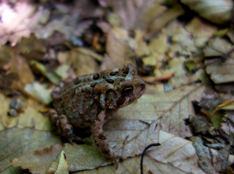 Well that's a toad.