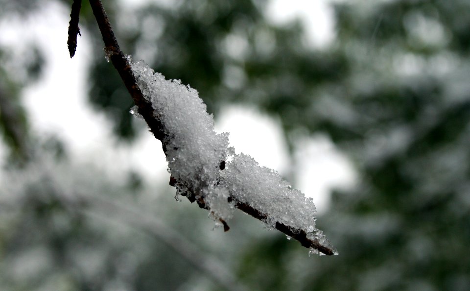 iceontwig