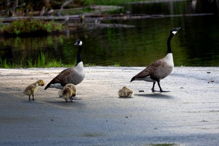 Family outing of geese