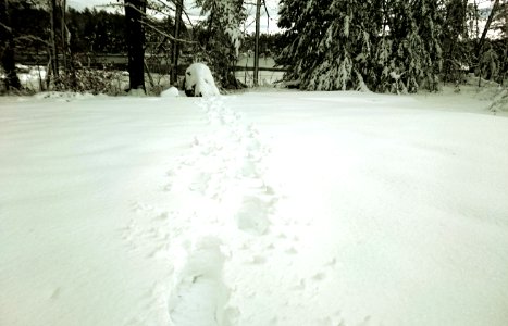 Snow Tracks photo
