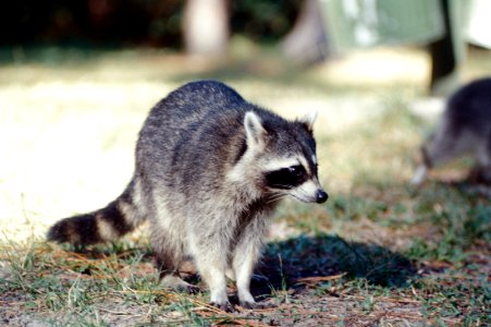 MAM raccoon 1590, NPSPhoto, Zobel, Jan 73