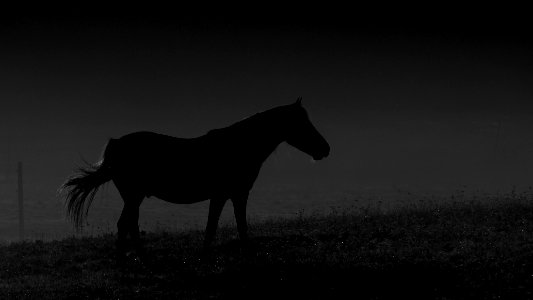 Horsing around, take two.