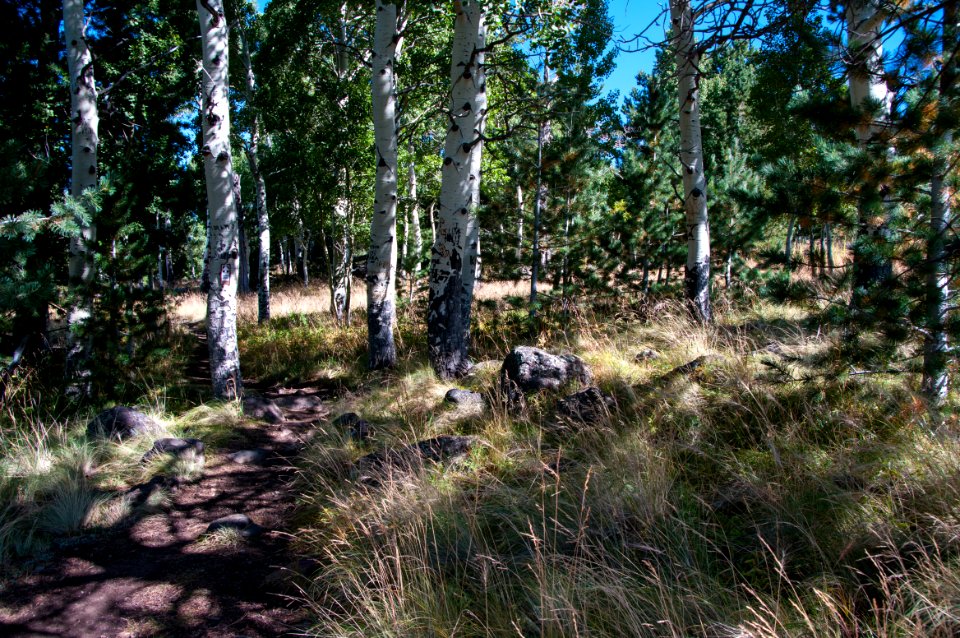 Aspen Loop Trail No. 73