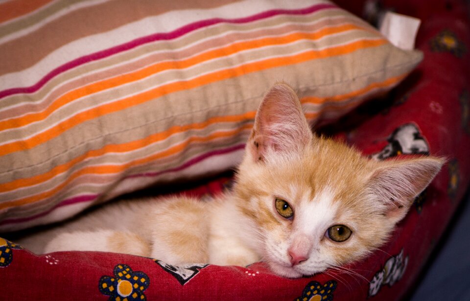 Sleep covered pillow