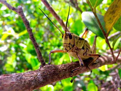 Eastern Lubber Grasshopper photo