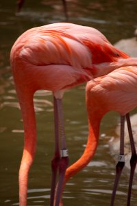 Two flamingos