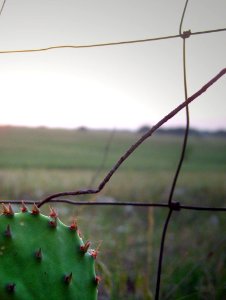 Cactus