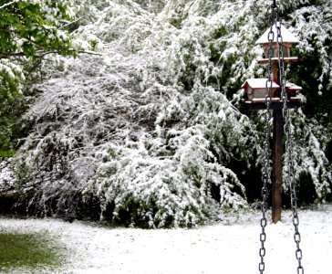 chainandbirdfeeder photo