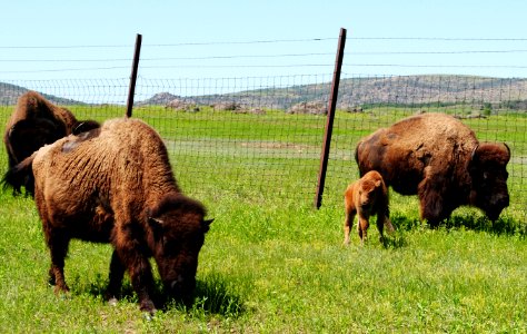 bison with calf