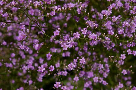 Purple tender filigree photo