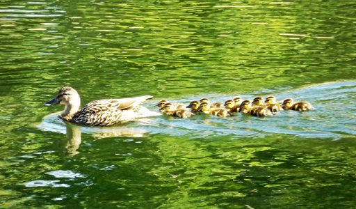 Duckling Parade