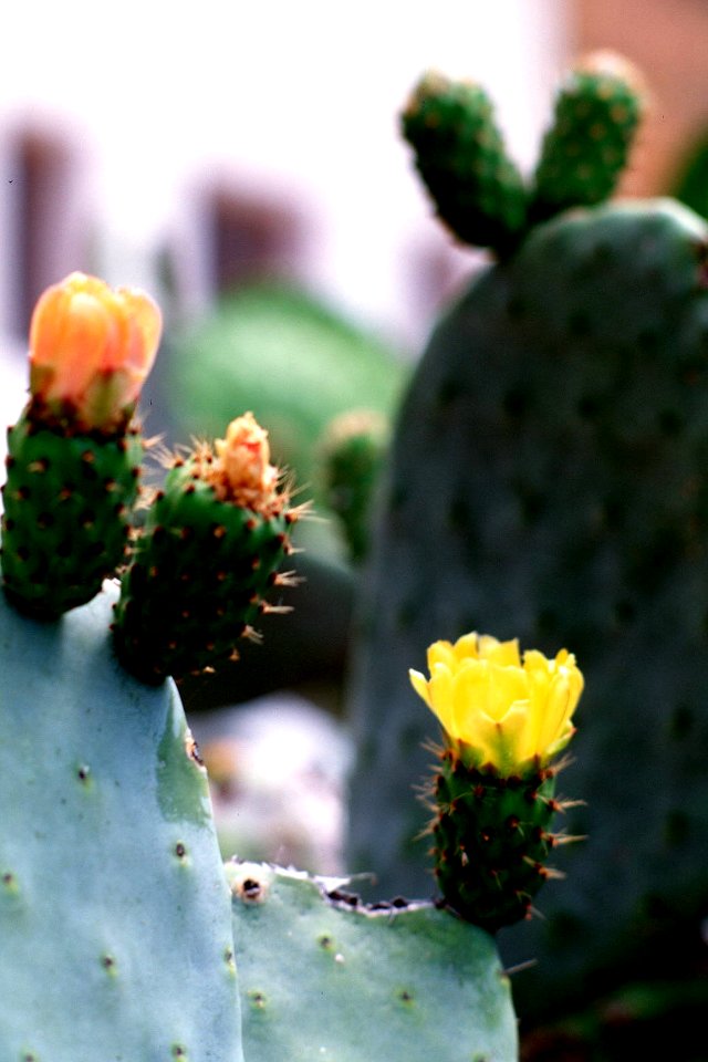Cacutus flower