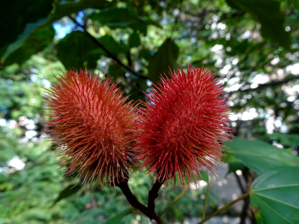 "Bixa orellana" Urucum