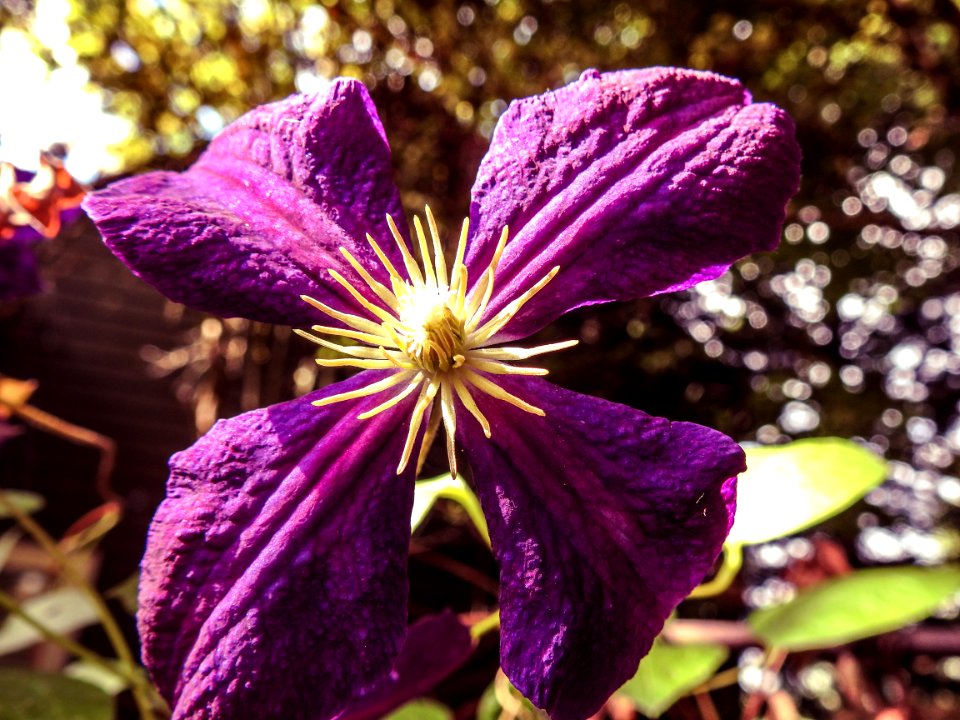 Backyard-Summer-18 Edit-4958 HDR