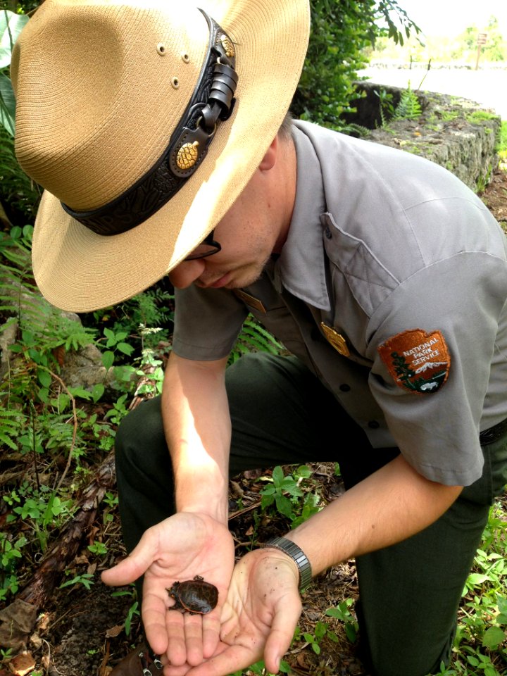 Ranger Rudy helping a turtle cross the road