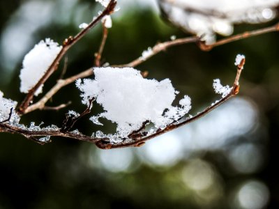 Late-Winter-Snow 2018 (10) photo