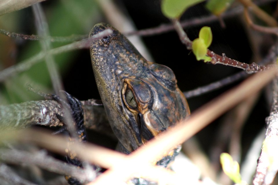 Juvenile American Alligator close up