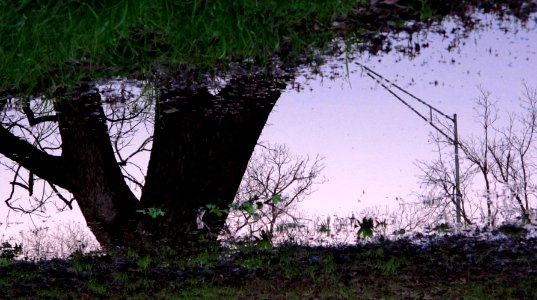 puddlereflection