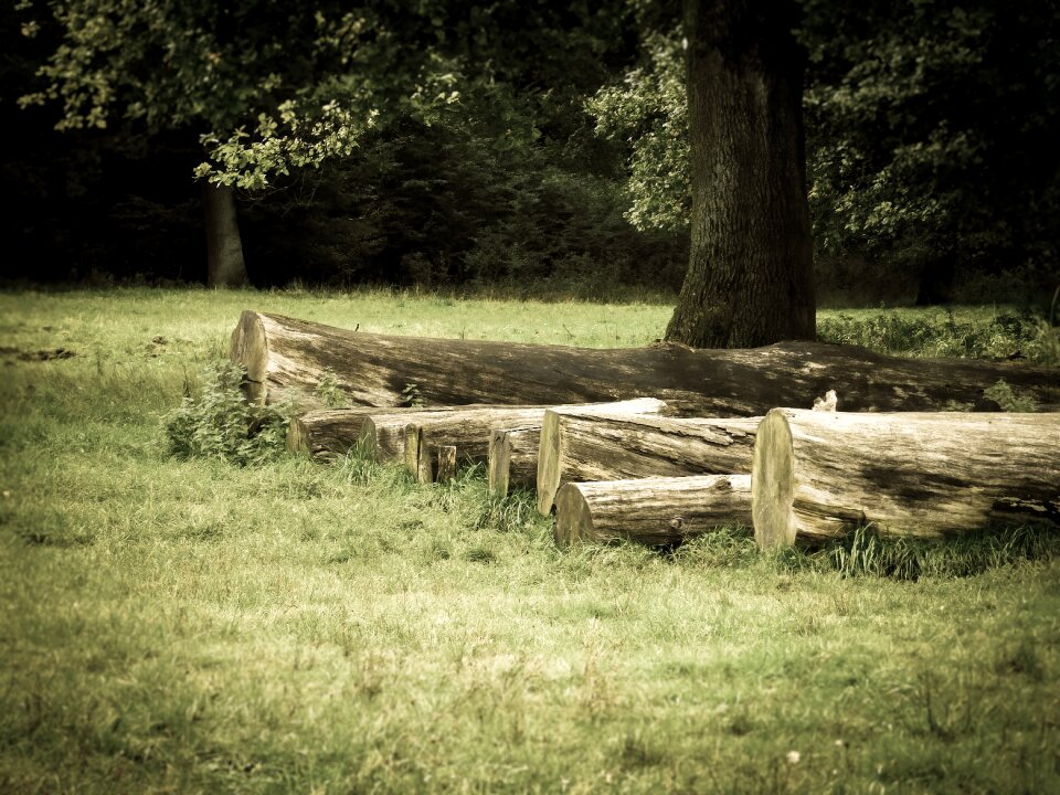 Forest forestry timber industry
