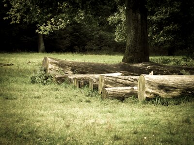 Forest forestry timber industry