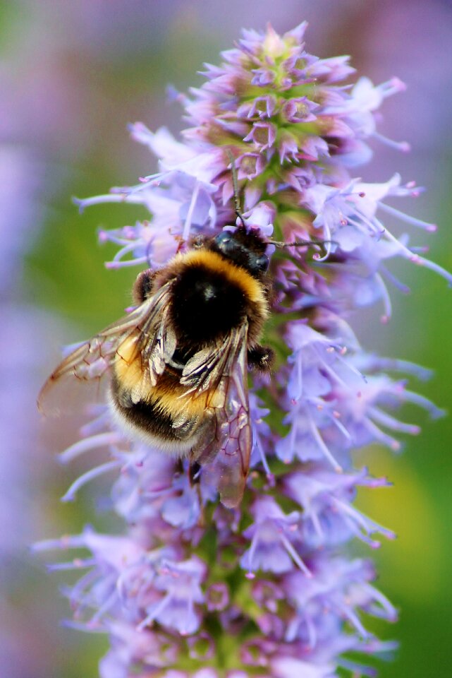 Pollen honey blossom photo