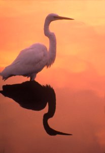Great Egret (1), NPSPhoto