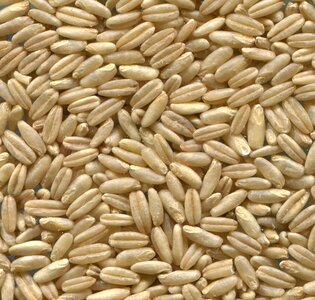 Naked oats cereals grain