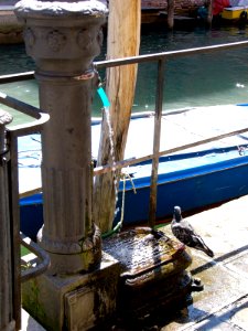 Murano water faucet and pidgeon