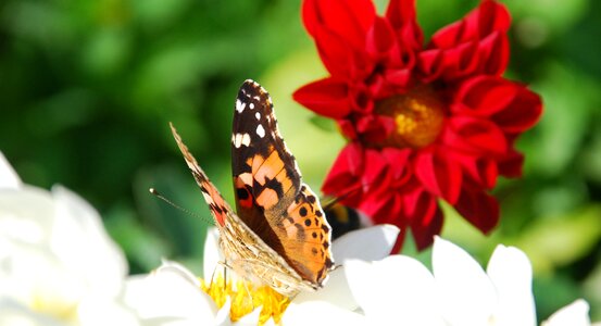 Summer natural flower brown