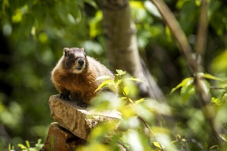 Rodent portrait cute