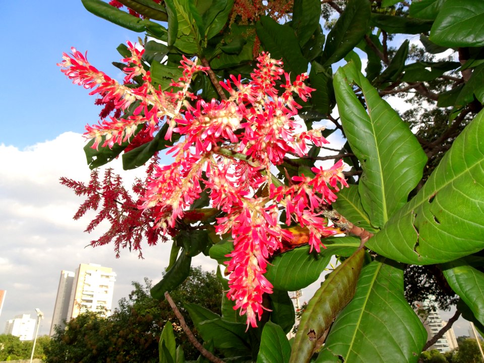 "Triplaris americana" Pau-formiga