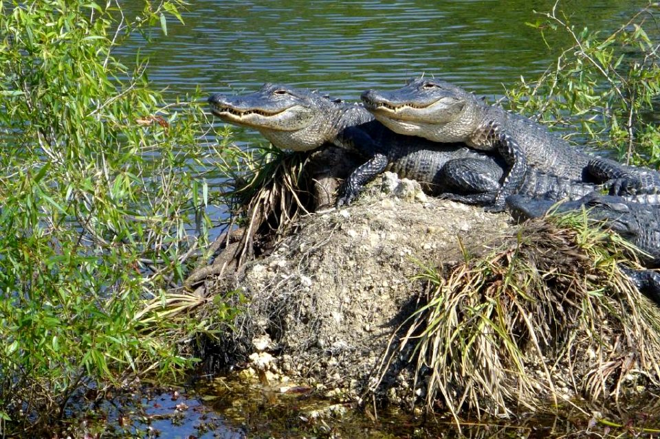 dos-gators , NPSphoto, P.Baxter