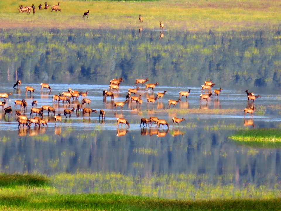 Elk Herd at Mormon Lake